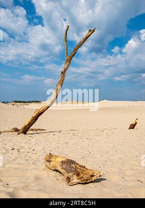 Arbres morts, parc national Slovincien, parc Slowinski Narodowy, Pologne Banque D'Images
