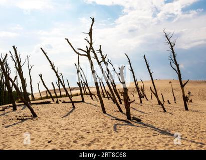 Arbres morts, parc national Slovincien, parc Slowinski Narodowy, Pologne Banque D'Images