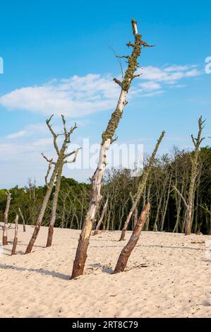 Arbres morts, parc national Slovincien, parc Slowinski Narodowy, Pologne Banque D'Images