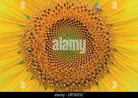 Tournesol (Helianthus annuus), Bade-Wurtemberg, Allemagne Banque D'Images