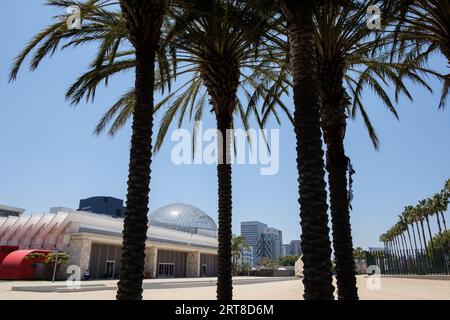 Palmiers dans la vue extérieure du Los Angeles County Museum of Art (LACMA). Banque D'Images