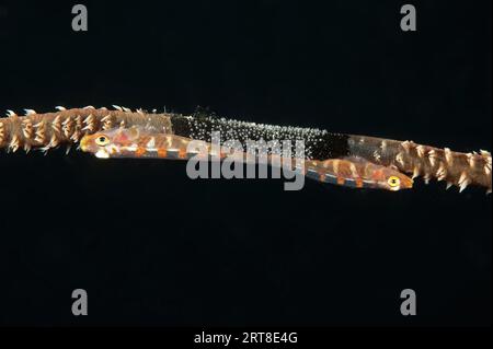Gros plan extrême d'une paire de goby corallien (Bryaninops amplus) le garde-fou de mer rayé blanc a pondu des œufs sur le corail fouet Banque D'Images