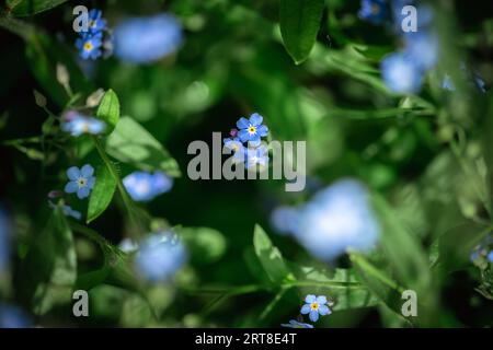 magnifiques fleurs bleues oubliées. nature, été, fond naturel, gros plan, macro Banque D'Images