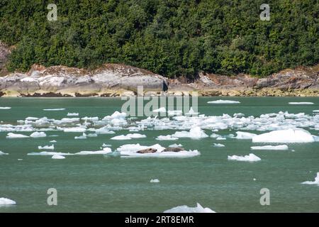 Plusieurs morceaux de glace flottant dans la mer, au loin une paire d'otaries couchées sur un morceau de glace. Banque D'Images