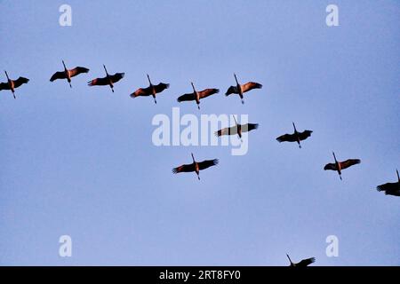 Troupeau de grues volant à l'endroit pour dormir Banque D'Images