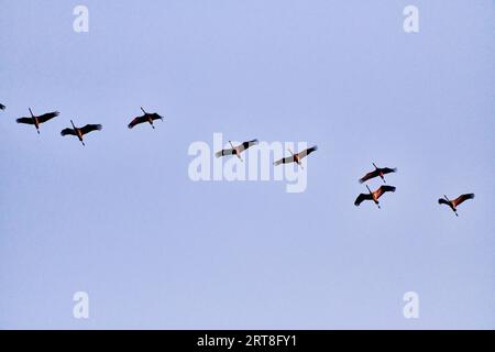 Troupeau de grues volant à l'endroit pour dormir Banque D'Images