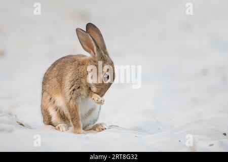 Lapin européen (Oryctolagus cuniculus) se nettoyant dans la dune de sable, paysage de dune, mer Baltique, côte de la mer Baltique, parc national Vorpommersche Banque D'Images