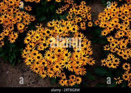 Gros plan des fleurs jaunes dorées ressemblant à des Marguerite de la plante herbacée de jardin vivace rudbeckia fulgida Little goldstar. Banque D'Images