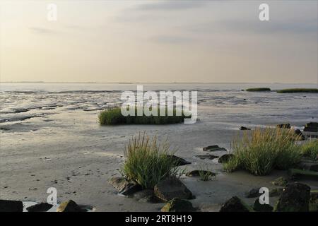 un paysage de marais salé de marée avec des bosses d'herbe verte et des pierres à la plate-forme de boue le long de la mer westerschelde sur la côte néerlandaise en zélande avec marée basse Banque D'Images