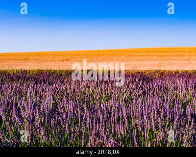 Champ de lavande coloré avec herbe verte et collines en arrière-plan, Toscane, Italie Banque D'Images