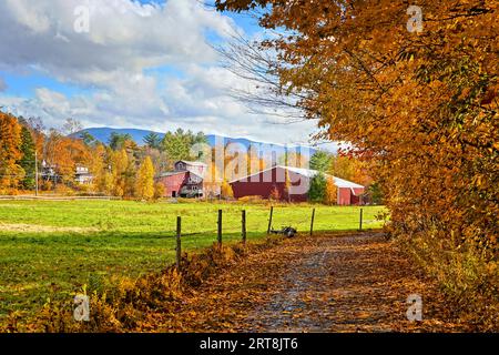 Sentier à travers les feuilles d'automne tombées vibrantes avec grange en bois rouge près de Stowe, Vermont, États-Unis Banque D'Images