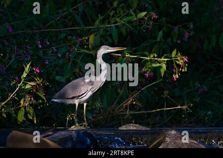 Ardea cinerea aka héron gris. Oiseau mangeur de poisson majestueux dans son habitat. Debout dans la rivière Becva à Roznov pod Radhostem. république tchèque nature. Banque D'Images