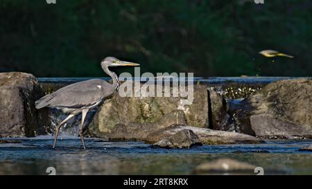 Ardea cinerea aka héron gris. Oiseau mangeur de poisson majestueux dans son habitat. Debout dans la rivière Becva à Roznov pod Radhostem. république tchèque nature. Banque D'Images