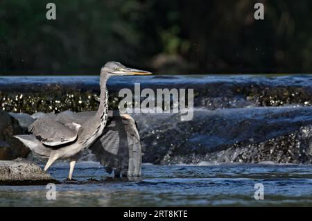 Ardea cinerea aka héron gris. Oiseau mangeur de poisson majestueux dans son habitat. Debout dans la rivière Becva à Roznov pod Radhostem. république tchèque nature. Banque D'Images