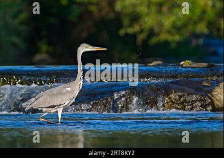 Ardea cinerea aka héron gris. Oiseau mangeur de poisson majestueux dans son habitat. Debout dans la rivière Becva à Roznov pod Radhostem. république tchèque nature. Banque D'Images