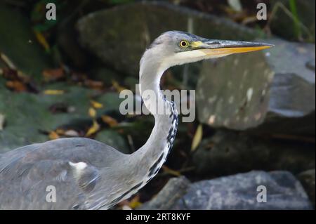 Ardea cinerea aka héron gris. Oiseau mangeur de poisson majestueux dans son habitat. Debout dans la rivière Becva à Roznov pod Radhostem. république tchèque nature. Banque D'Images