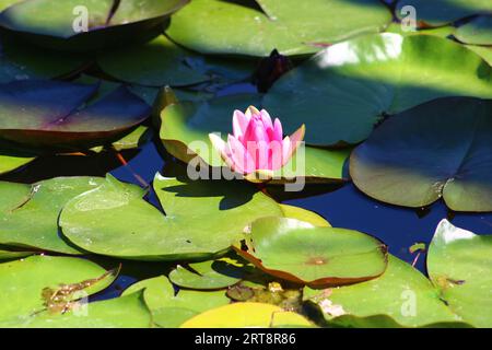 Fleur de lotus colorée au-dessus du lac. Nelumbo est un genre de plantes aquatiques avec de grandes fleurs voyantes. Banque D'Images