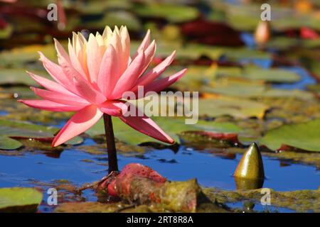 Fleur de lotus colorée au-dessus du lac. Nelumbo est un genre de plantes aquatiques avec de grandes fleurs voyantes. Banque D'Images