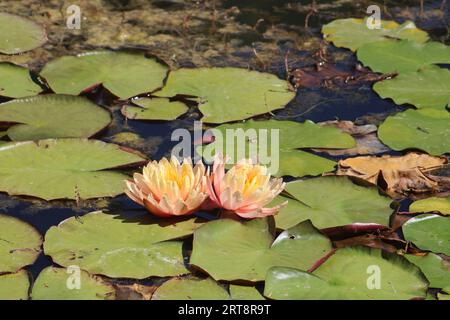Fleur de lotus colorée au-dessus du lac. Nelumbo est un genre de plantes aquatiques avec de grandes fleurs voyantes. Banque D'Images