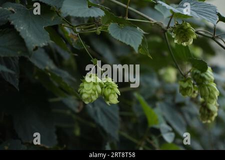 Les fruits du houblon en forme de cône poussent entre les feuilles Banque D'Images