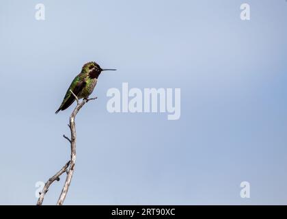 Anna's Hummingbird (Calypte anna) repéré en plein air en Californie Banque D'Images