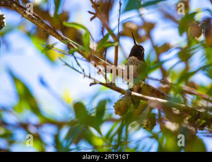 Anna's Hummingbird (Calypte anna) repéré en plein air en Californie Banque D'Images