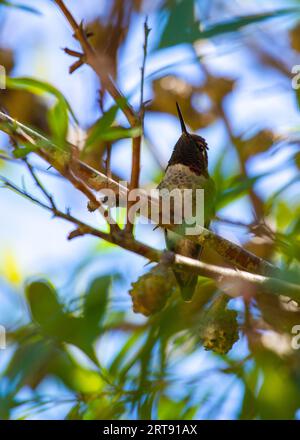 Anna's Hummingbird (Calypte anna) repéré en plein air en Californie Banque D'Images
