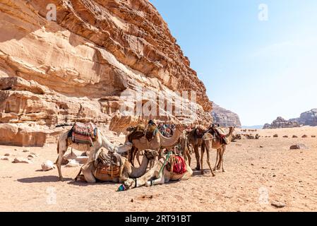 Chameaux se reposant avant une balade dans le désert de Wqadi Rum, Jordanie Banque D'Images