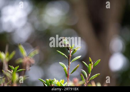 Anna's Hummingbird (Calypte anna) repéré en plein air en Californie Banque D'Images