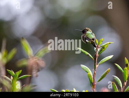 Anna's Hummingbird (Calypte anna) repéré en plein air en Californie Banque D'Images