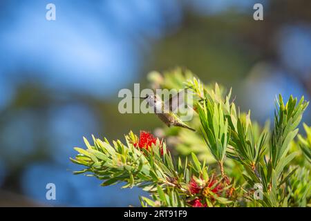 Anna's Hummingbird (Calypte anna) repéré en plein air en Californie Banque D'Images
