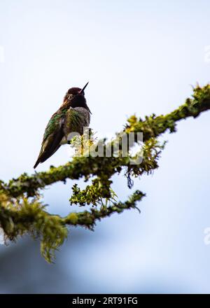 Anna's Hummingbird (Calypte anna) repéré en plein air en Californie Banque D'Images