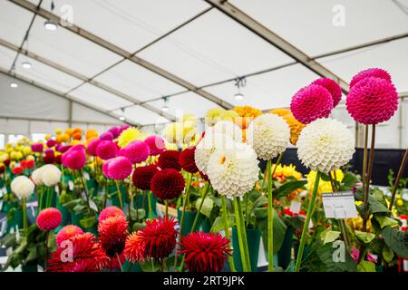 Fleurs exposées au National Dahlia Society Show au RHS Wisley Flower Show soutenu par Stressless, septembre 2023, RHS Garden Wisley, Surrey Banque D'Images