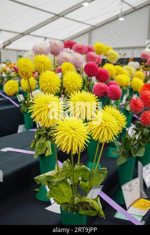 Fleurs exposées au National Dahlia Society Show au RHS Wisley Flower Show soutenu par Stressless, septembre 2023, RHS Garden Wisley, Surrey Banque D'Images