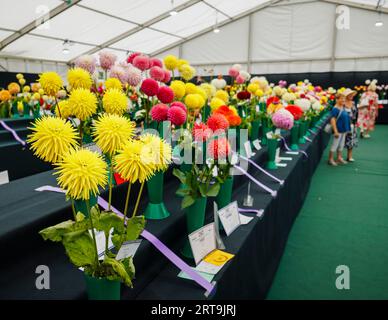 Fleurs exposées au National Dahlia Society Show au RHS Wisley Flower Show soutenu par Stressless, septembre 2023, RHS Garden Wisley, Surrey Banque D'Images