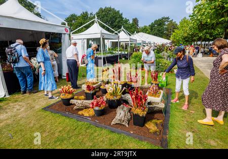 Étals et exposition de plants carnivores de cruche au RHS Wisley Flower Show soutenu par Stressless en septembre 2023, RHS Garden Wisley, Surrey Banque D'Images