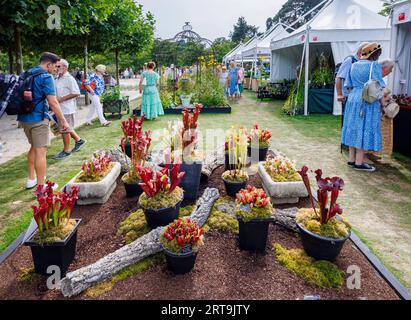 Étals et exposition de plants carnivores de cruche au RHS Wisley Flower Show soutenu par Stressless en septembre 2023, RHS Garden Wisley, Surrey Banque D'Images