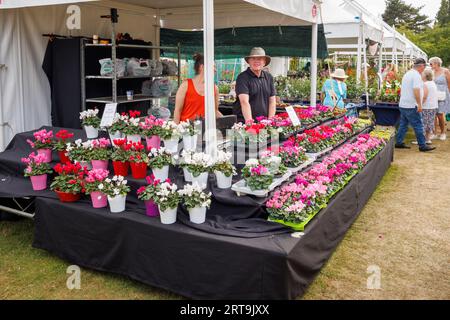 Stalle de cyclamens et expositions au RHS Wisley Flower Show soutenu par Stressless qui s'est tenu en septembre 2023, RHS Garden Wisley, dans le sud-est de l'Angleterre Banque D'Images