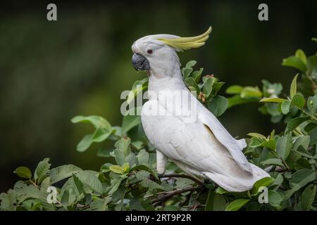 Un Cockatoo à crête de soufre assis dans un goyave. Territoire du Nord, Australie. Banque D'Images