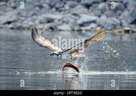 Un grand balbuzard attrape un saumon rouge et s'envole de l'eau dans le nord de l'Idaho. Banque D'Images