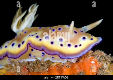 Chromodoris Nudibranch de Kune, Goniobranchus kunei, site de plongée de Batu Merah, détroit de Lembeh, Sulawesi, Indonésie Banque D'Images