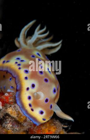 Chromodoris Nudibranch de Kune, Goniobranchus kunei, site de plongée de Batu Merah, détroit de Lembeh, Sulawesi, Indonésie Banque D'Images