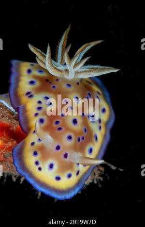 Chromodoris Nudibranch de Kune, Goniobranchus kunei, site de plongée de Batu Merah, détroit de Lembeh, Sulawesi, Indonésie Banque D'Images