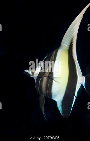 Idol mauresque, Zanclus commutus, plongée de nuit, site de plongée d'Aer Perang, détroit de Lembeh, Sulawesi, Indonésie Banque D'Images