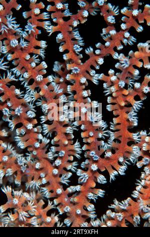 Polypes sur Sea Fan, Alcyonacea Order, site de plongée Razzle Dazzle, Farondi, Raja Ampat, Papouasie occidentale, Indonésie Banque D'Images