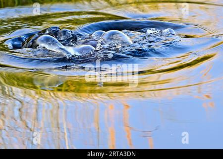 Bulles à la surface de l'eau faites par un castor plongeant sous la surface Banque D'Images