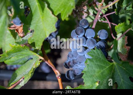 Les grappes de raisins mûrs poussant sur les branches vertes luxuriantes d'un arbre de vigne Banque D'Images