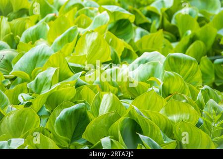 Calla palustris, vue de dessus. Feuilles de Calla ou d'arum de tourbière, calla de marais. Beau groupe de callas de marais croissant dans le marais dans l'habitat naturel Banque D'Images