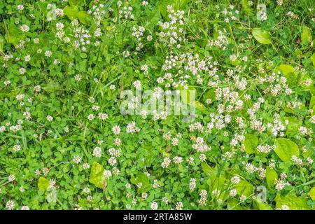 Beaucoup de petites fleurs blanches de trèfle en vue de dessus de la prairie. Information sur le terrain printanier Banque D'Images