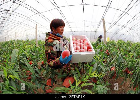 Comté de Luannan - 28 mars 2019 : les travailleuses cueillirent des pêches mûres dans des serres, comté de Luannan, province du Hebei, Chine Banque D'Images